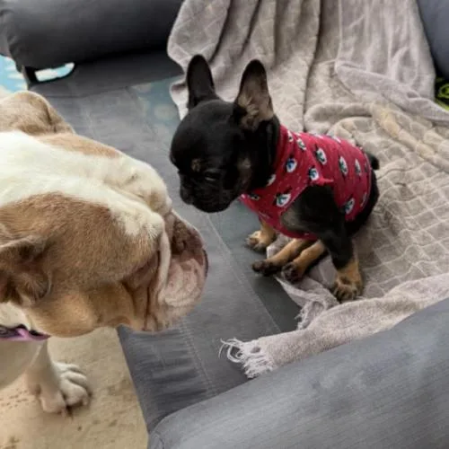 A baby small-sized female Black French Bulldog dog named Tink for adoption in Austin, TX