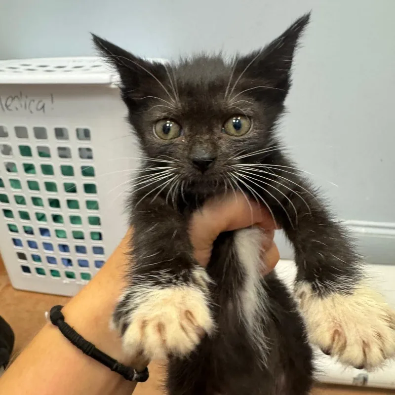 A baby small-sized female Black Domestic Short Hair cat named Jenna O for adoption in Port Charlotte, FL