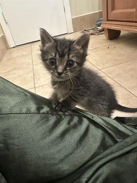 A baby small-sized female Domestic Short Hair cat named Junie for adoption in Charlotte, NC