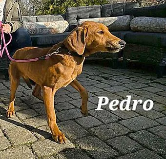 Pedro thumbnail 5