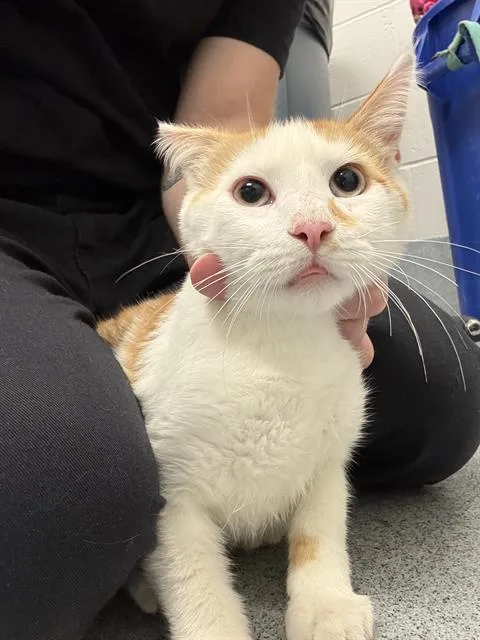 A young small-sized male Domestic Short Hair cat named Smarties for adoption in Indianapolis, IN