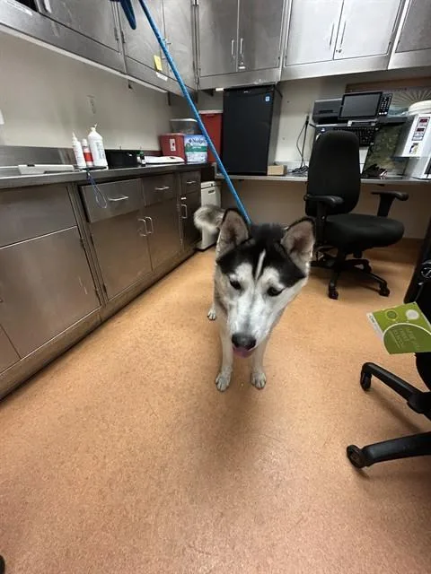 A young large-sized male Siberian Husky dog named Jack Sparrow for adoption in Martinez, CA