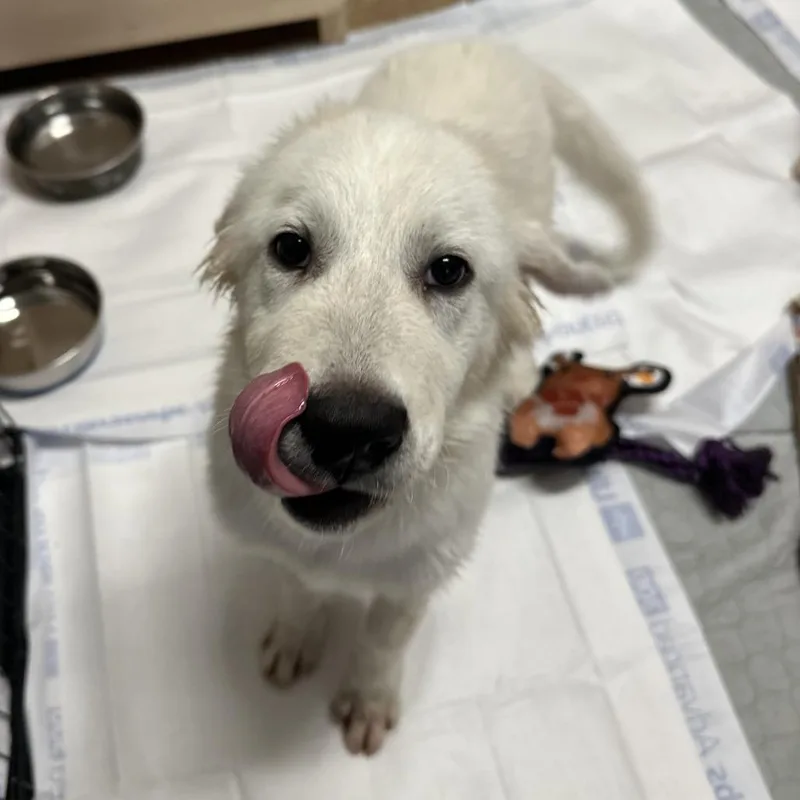 A baby large-sized male White / Cream Great Pyrenees dog named Whicket for adoption in San Antonio, TX