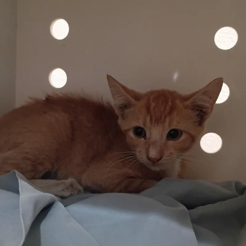 A baby small-sized male Orange / Red Domestic Short Hair cat named Tiny Tim for adoption in Springtown, TX