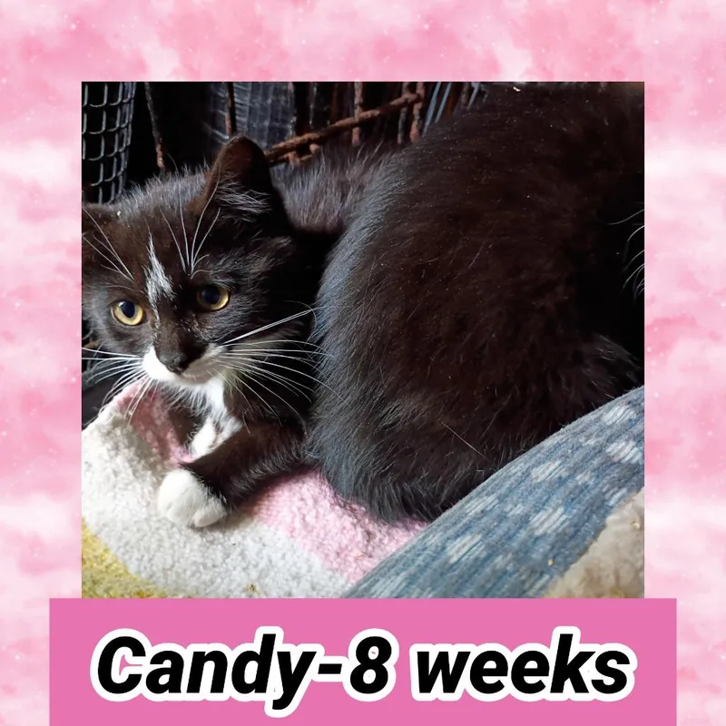 A baby small-sized female Domestic Short Hair cat named Candy for adoption in LIberty, NY
