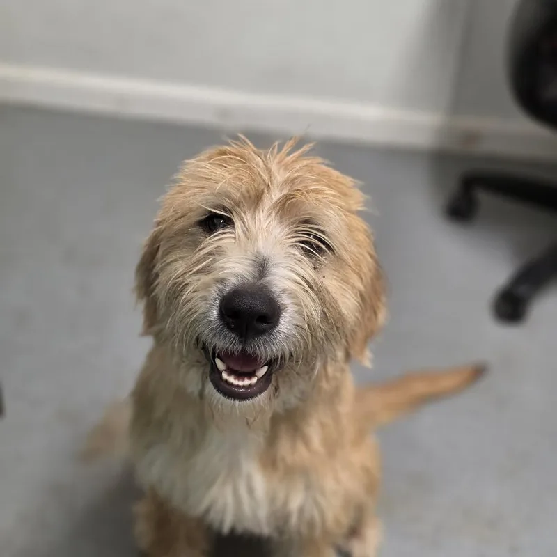 An adult small-sized male Yellow / Tan / Blond / Fawn Mixed Breed dog named Banjo for adoption in Troy, IL