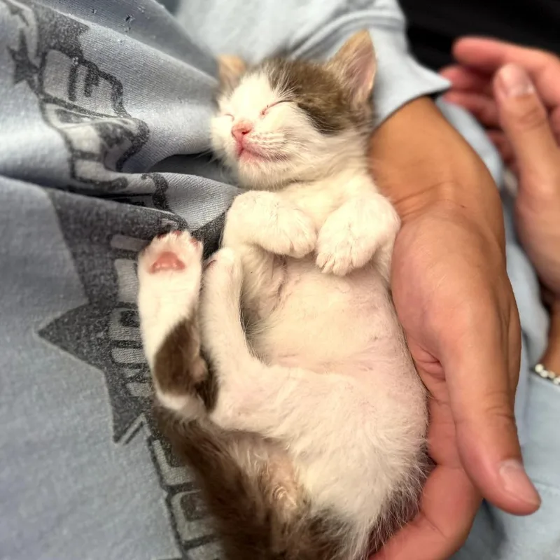 A baby small-sized male Brown / Chocolate Domestic Short Hair cat named Ozzy for adoption in Long Beach, CA