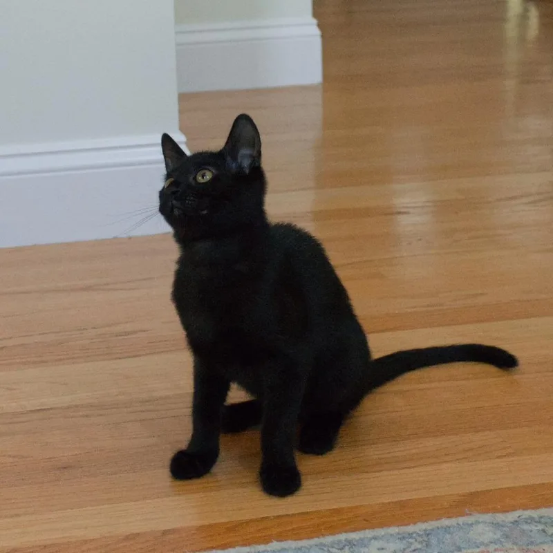 A baby small-sized male Domestic Short Hair cat named Niko for adoption in Lunenburg, MA