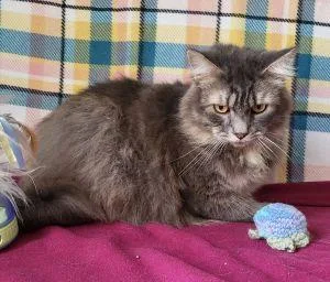 An adult large-sized male Domestic Long Hair cat named Zeus for adoption in Bucyrus, OH