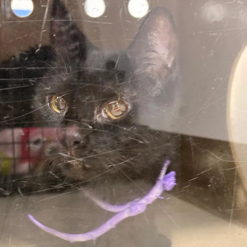 A baby medium-sized female Black Domestic Short Hair cat named Skylar for adoption in Newark, NJ