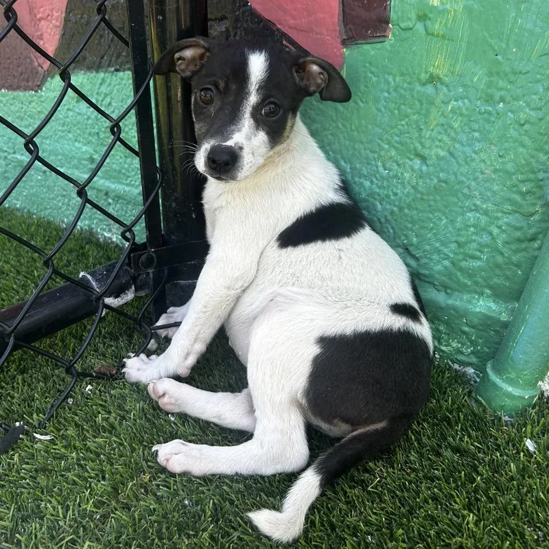 A baby small-sized female White / Cream Jack Russell Terrier dog named Bunny for adoption in Jupiter, FL