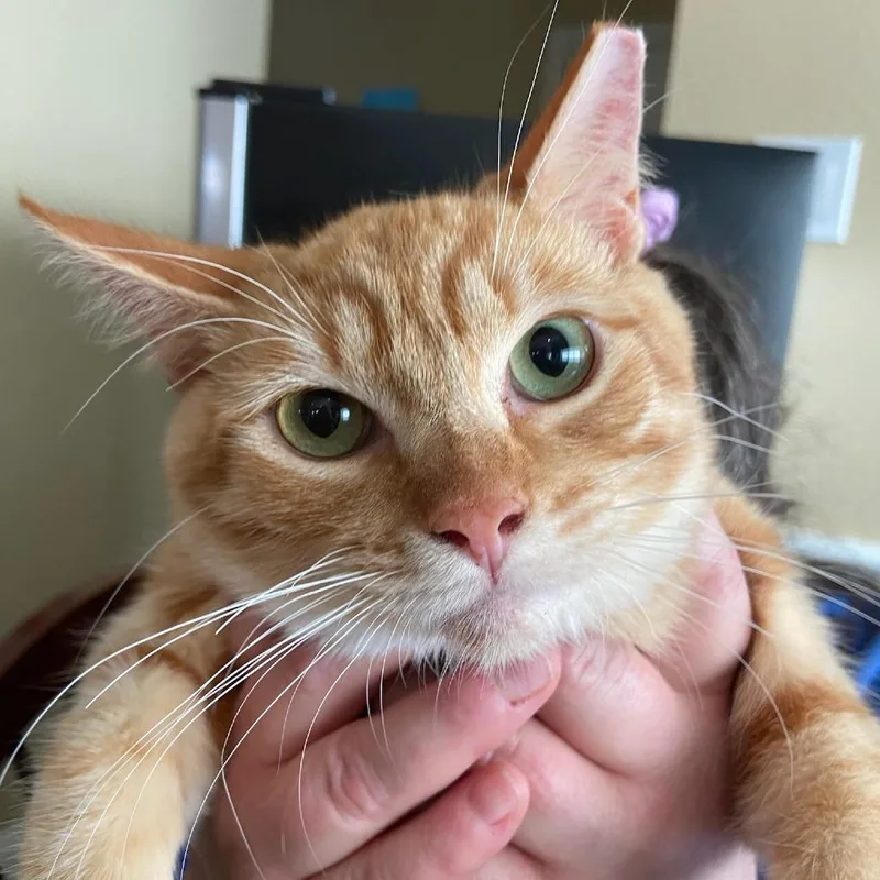 A young medium-sized male Orange / Red Domestic Short Hair cat named Barry C for adoption in Prosper, TX