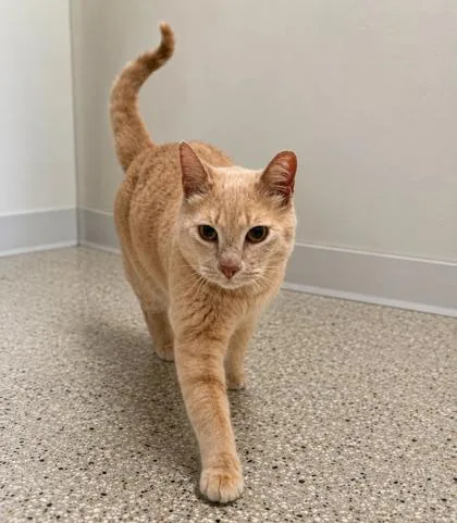 A senior medium-sized male Domestic Short Hair cat named Fish for adoption in Buffalo, MN