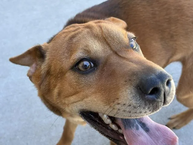 A young medium-sized female Shar-Pei dog named Kc for adoption in Tulsa, OK