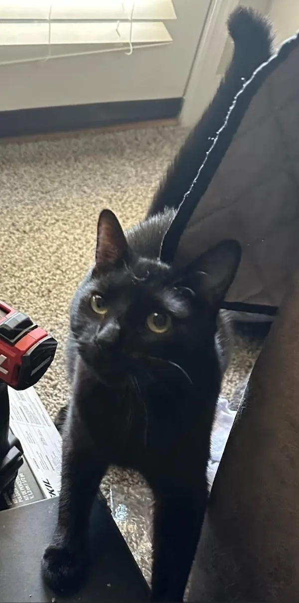 An adult medium-sized male Black Domestic Short Hair cat named Bennett for adoption in Centerville, GA