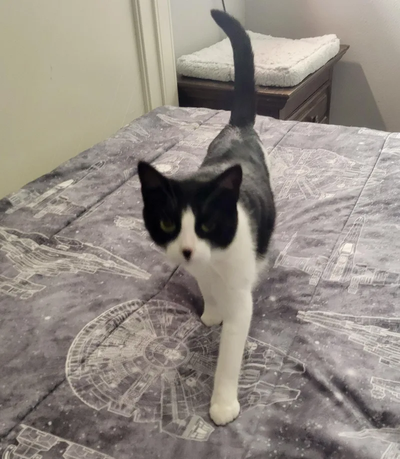 A young medium-sized male Black & White / Tuxedo Tuxedo cat named Marley for adoption in Mission Viejo, CA