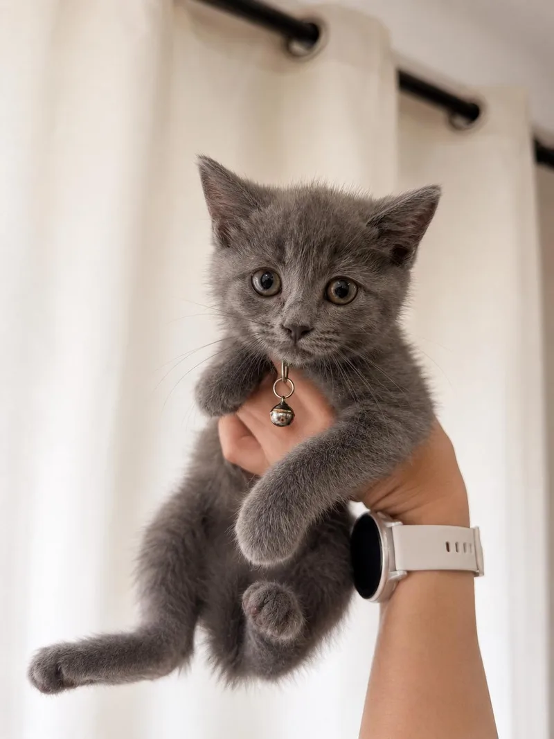 A baby medium-sized female Gray / Blue / Silver Russian Blue cat named Sweet Bbq for adoption in Columbus, OH