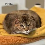 Pirate