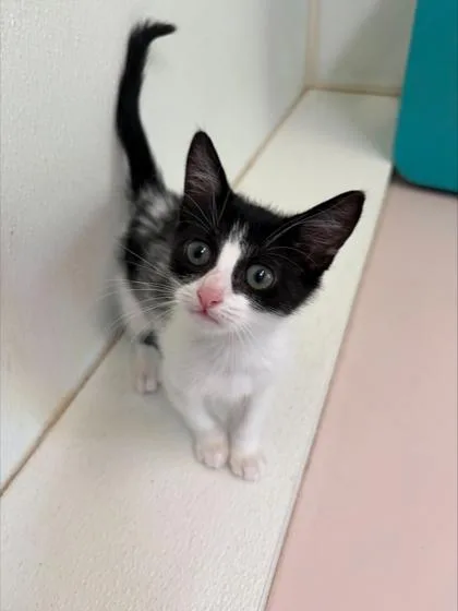 A baby small-sized female Domestic Short Hair cat named Senorita for adoption in Honolulu, HI