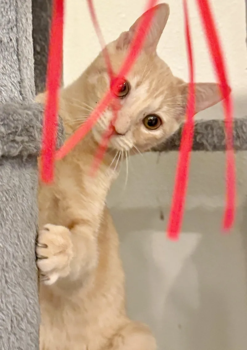 A baby medium-sized male Buff / Tan / Fawn Domestic Short Hair cat named Mac for adoption in Houston, TX