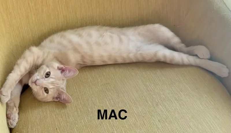 Mac thumbnail 4