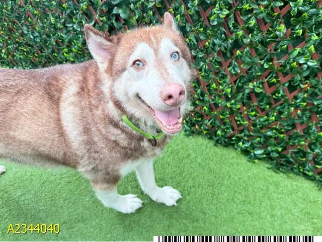An adult large-sized male Mixed Breed dog named Milo for adoption in West Palm Beach, FL