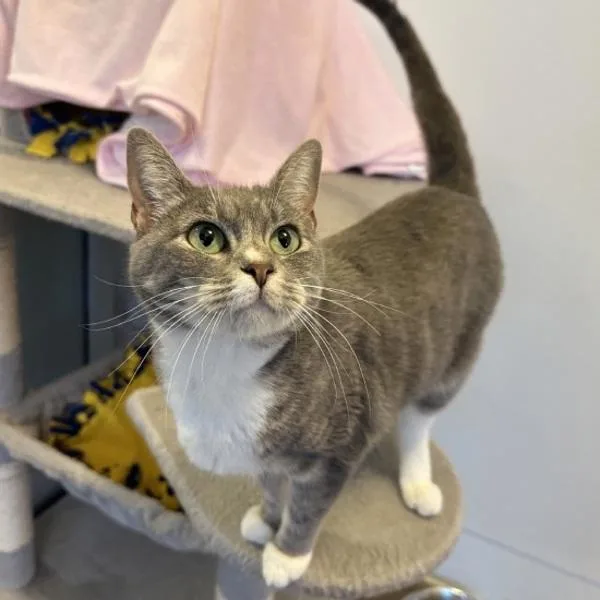 A young medium-sized female Domestic Short Hair cat named Boonie for adoption in Walnut Creek, CA