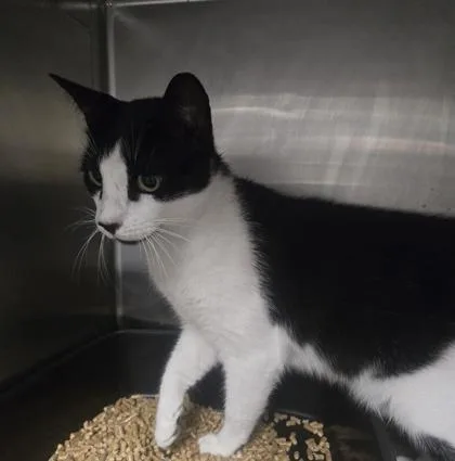 An adult medium-sized female Domestic Short Hair cat named Oreo for adoption in Gainesville, FL