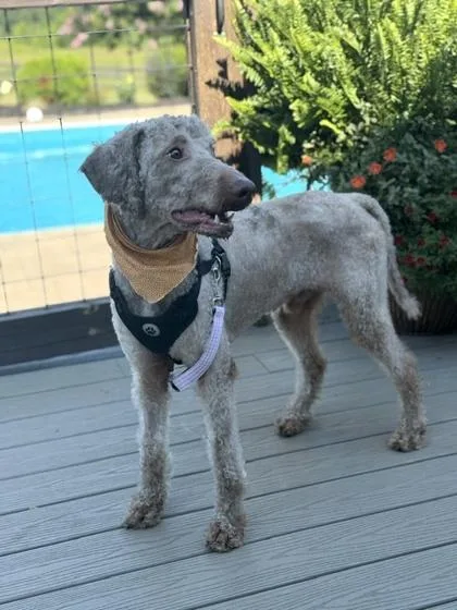An adult medium-sized male Standard Poodle dog named Frank for adoption in Malvern, PA