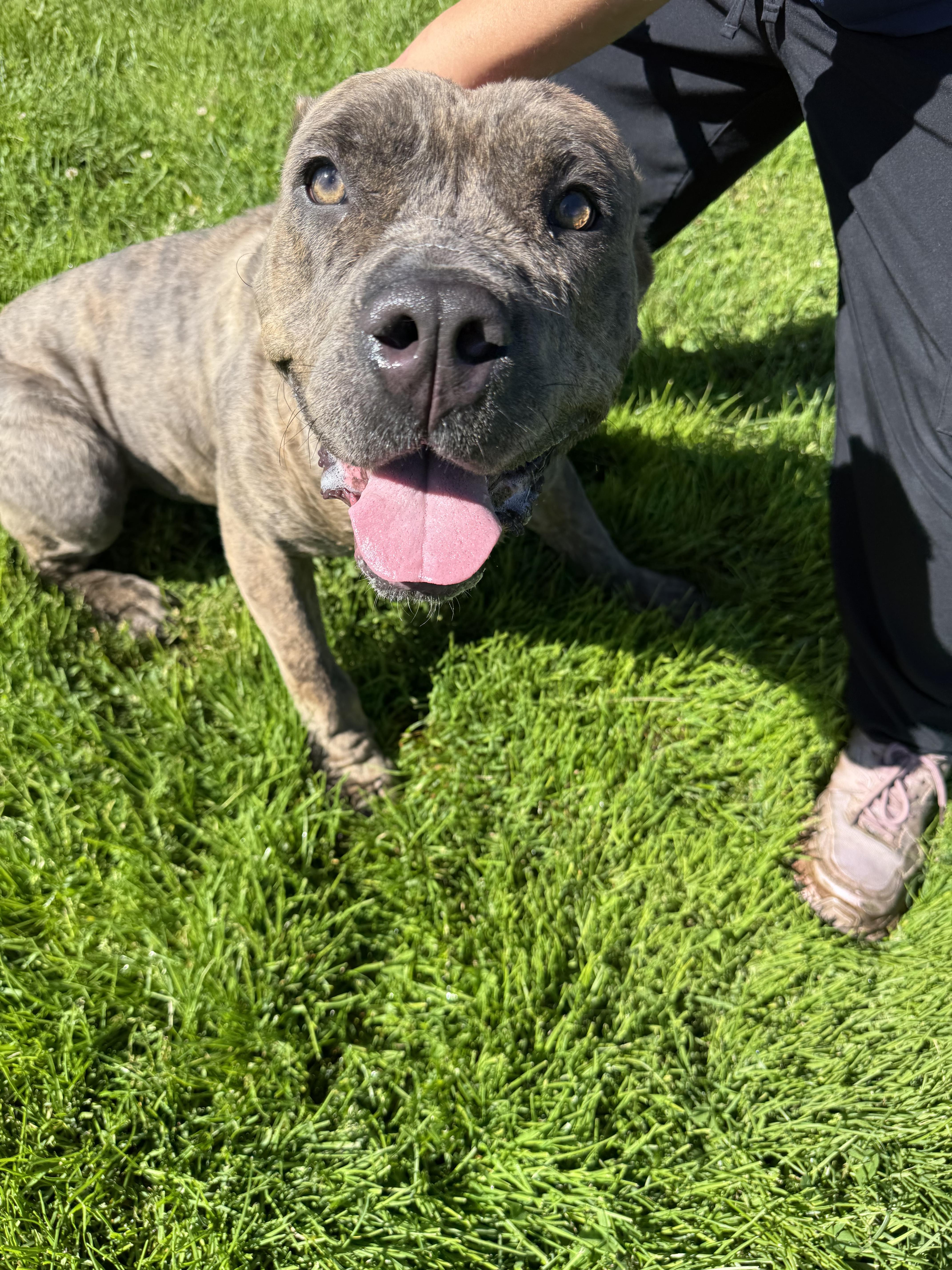 A young large-sized female Brindle Cane Corso dog named Bella for adoption in Steger, IL