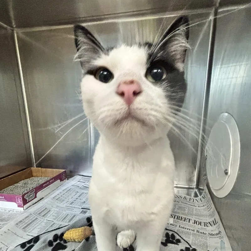 An adult large-sized male Black Domestic Short Hair cat named Sedona for adoption in Belleville, IL