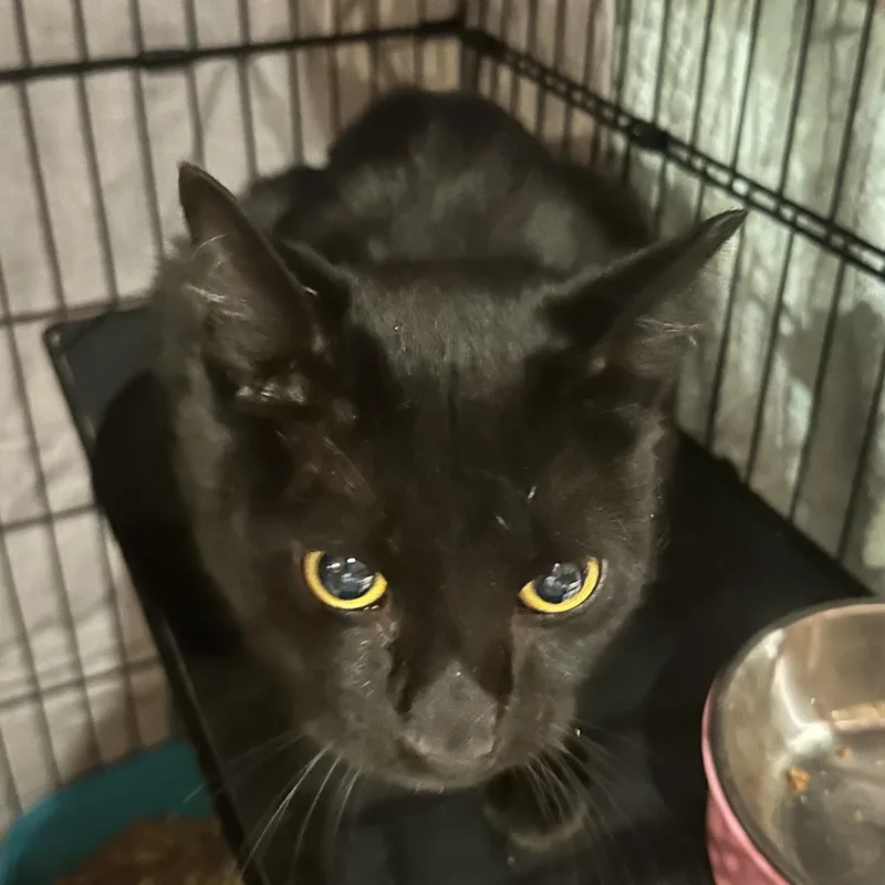 An adult medium-sized male Black Domestic Short Hair cat named Finchley for adoption in Lemoyne, PA