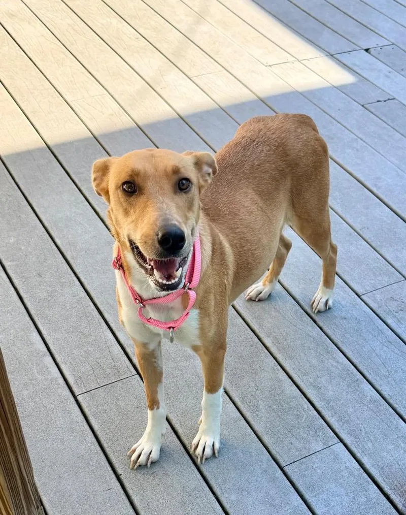A young large-sized female Collie dog named Pumpkin for adoption in St. Augustine, FL