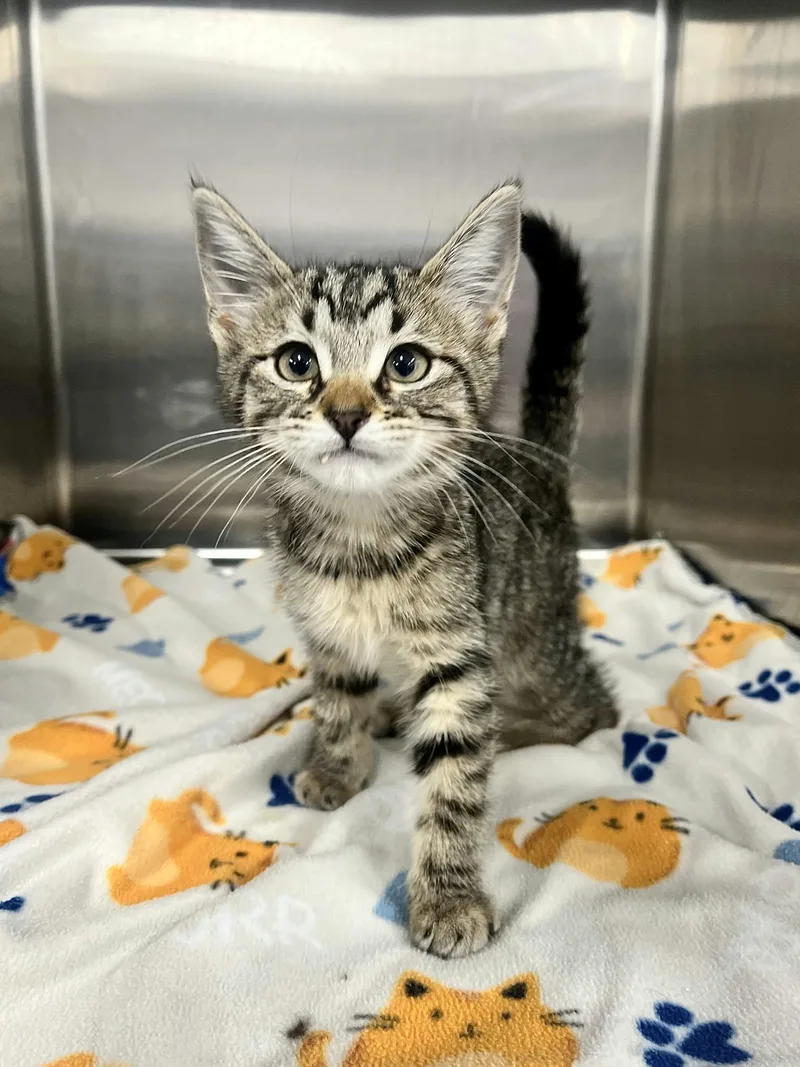 A baby medium-sized female Domestic Short Hair cat named Karla and Marx for adoption in Blaine, MN