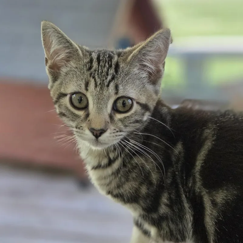 A baby small-sized female Brown / Chocolate Domestic Short Hair cat named Jellybean for adoption in Pittsford, VT