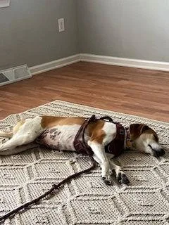 Ollie: “my Home To thumbnail 2