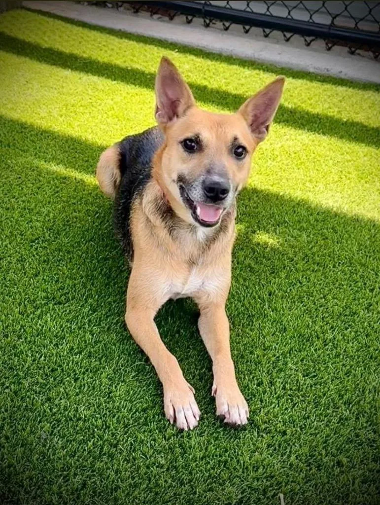 A young small-sized female Mixed Breed dog named Raina for adoption in Dalton, GA