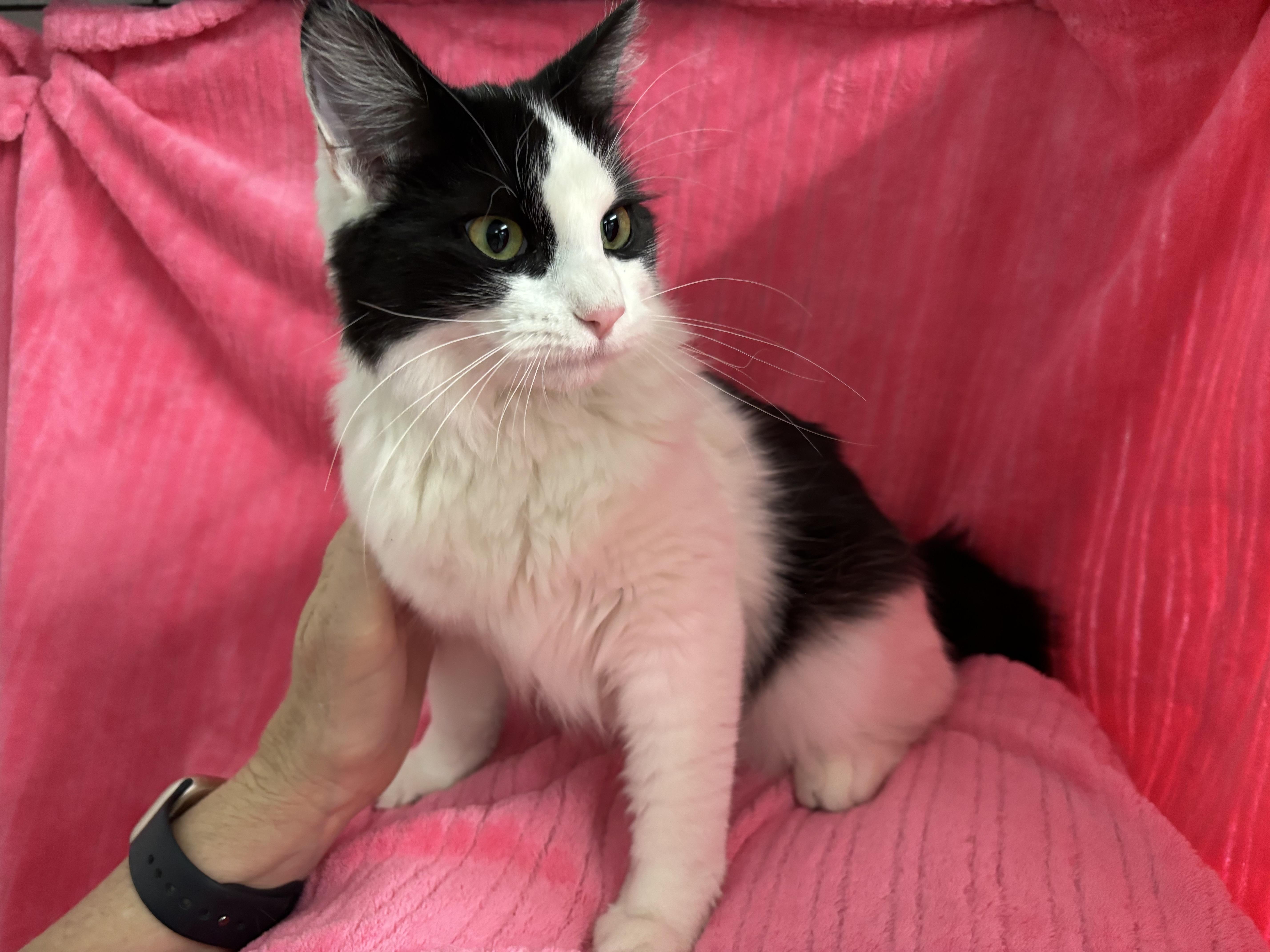 An adult medium-sized female Domestic Short Hair cat named Stevie for adoption in Torrington, WY