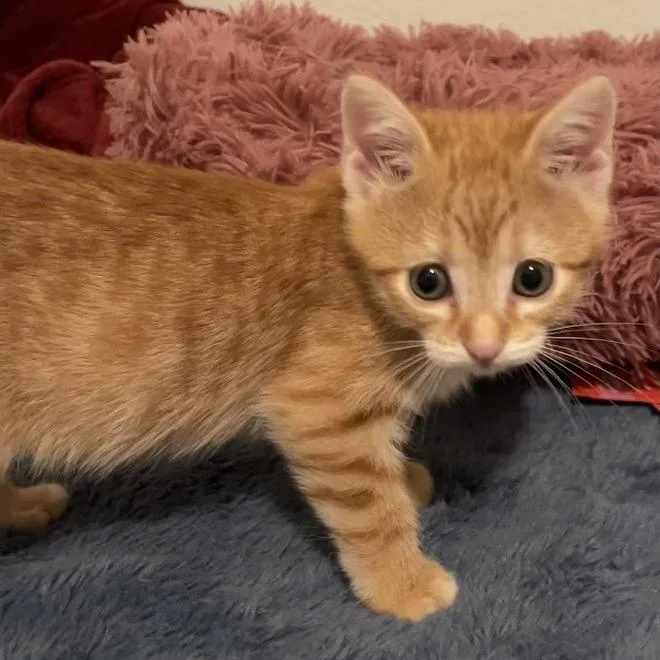 A baby small-sized male Orange / Red Domestic Short Hair cat named Library Card for adoption in Austin, TX