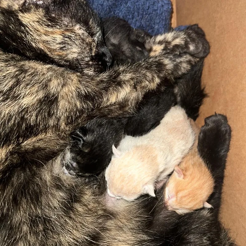 A baby small-sized female Tortoiseshell Domestic Short Hair cat named Jane Eyre for adoption in Mount Juliet, TN