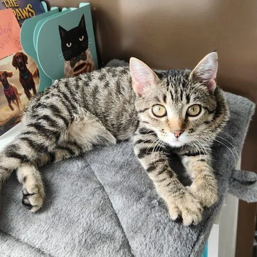 A baby small-sized female Tabby (Brown / Chocolate) Domestic Short Hair cat named Biscuits for adoption in Elizabeth, IL