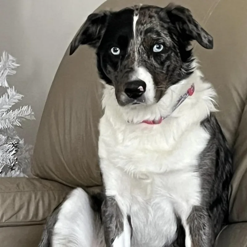 An adult small-sized female Gray / Blue / Silver Australian Shepherd dog named Thea for adoption in Lynchburg, VA