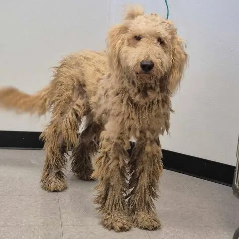 An adult medium-sized male Yellow / Tan / Blond / Fawn Standard Poodle dog named Marek for adoption in Bastrop, TX