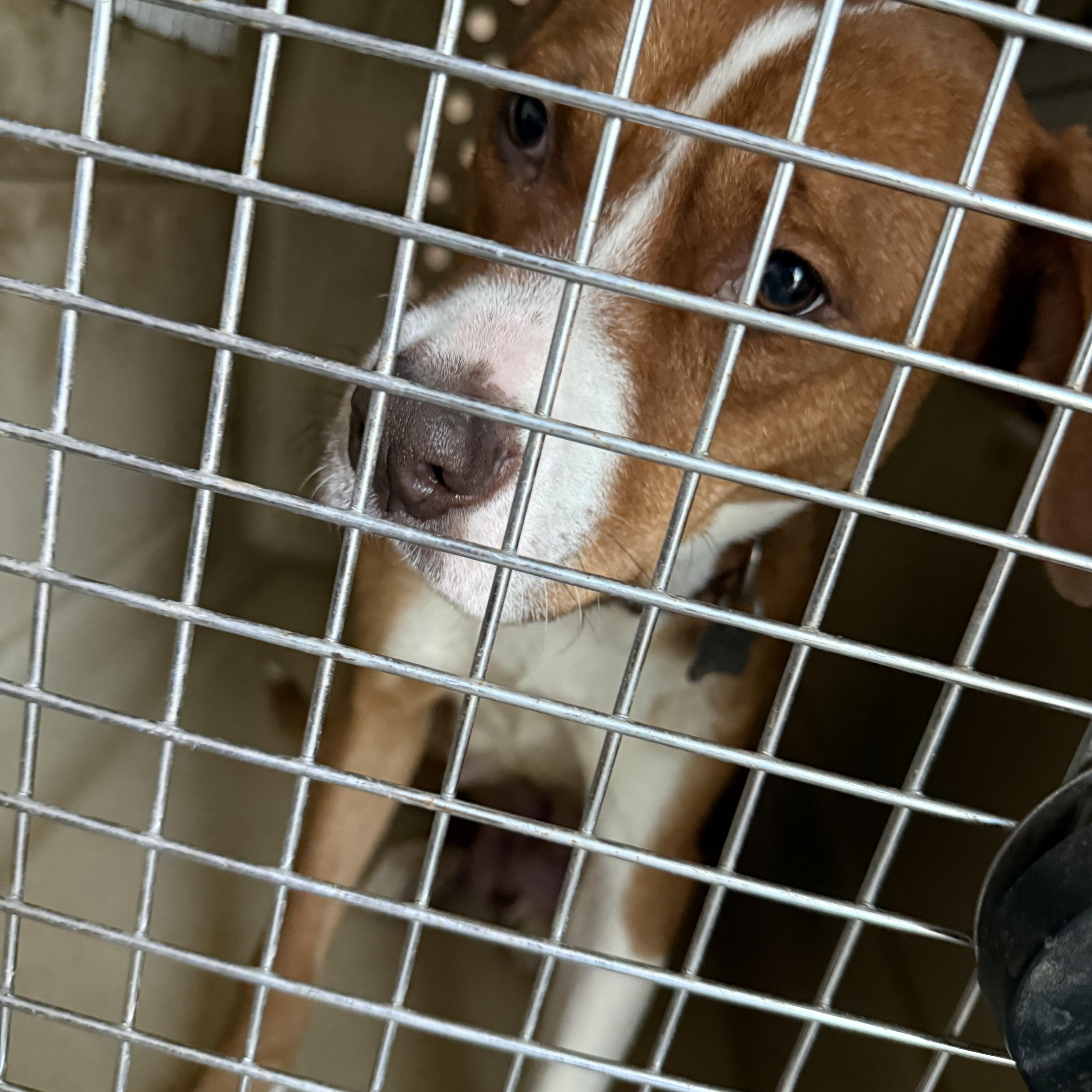 An adult medium-sized female Bicolor Pit Bull Terrier dog named Ariel for adoption in Littleton, CO