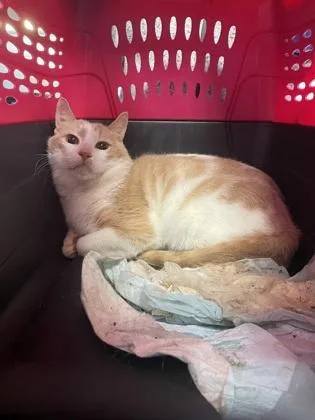 An adult medium-sized male Domestic Short Hair cat named Toppy for adoption in Washington, DC