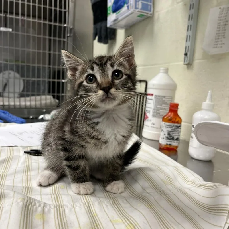 An adult medium-sized male Brown / Chocolate Domestic Short Hair cat named Hummus for adoption in Charlottesville, VA