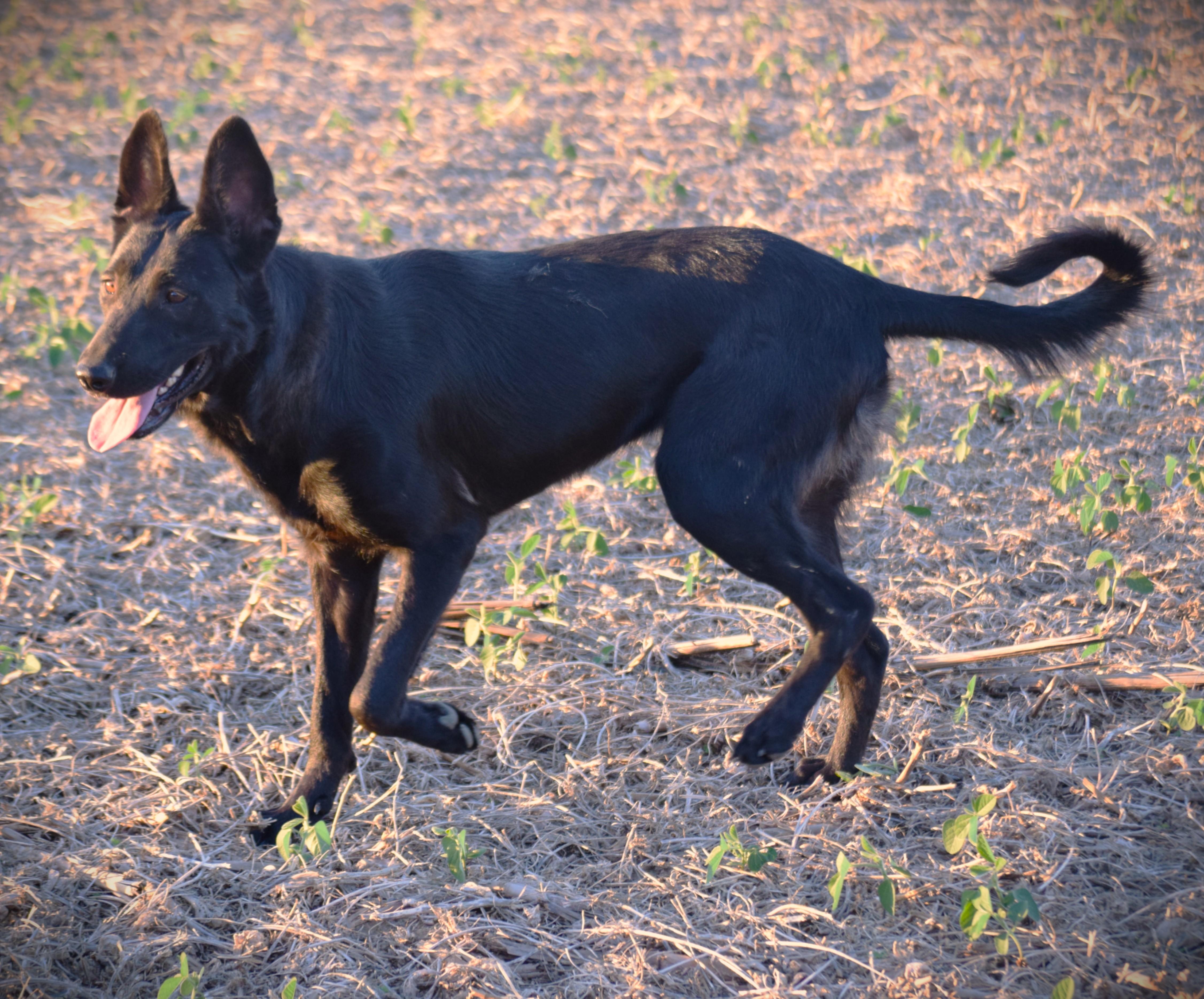 A young medium-sized female German Shepherd Dog dog named OliveWork Ethic for adoption in Rockport, IN