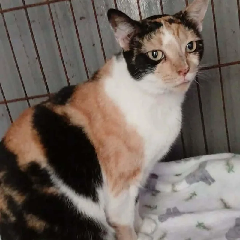 Prudence Strikingcalico thumbnail 2