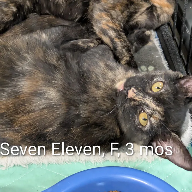A young small-sized female Tortoiseshell Domestic Short Hair cat named Seven Eleven for adoption in Bedford, VA