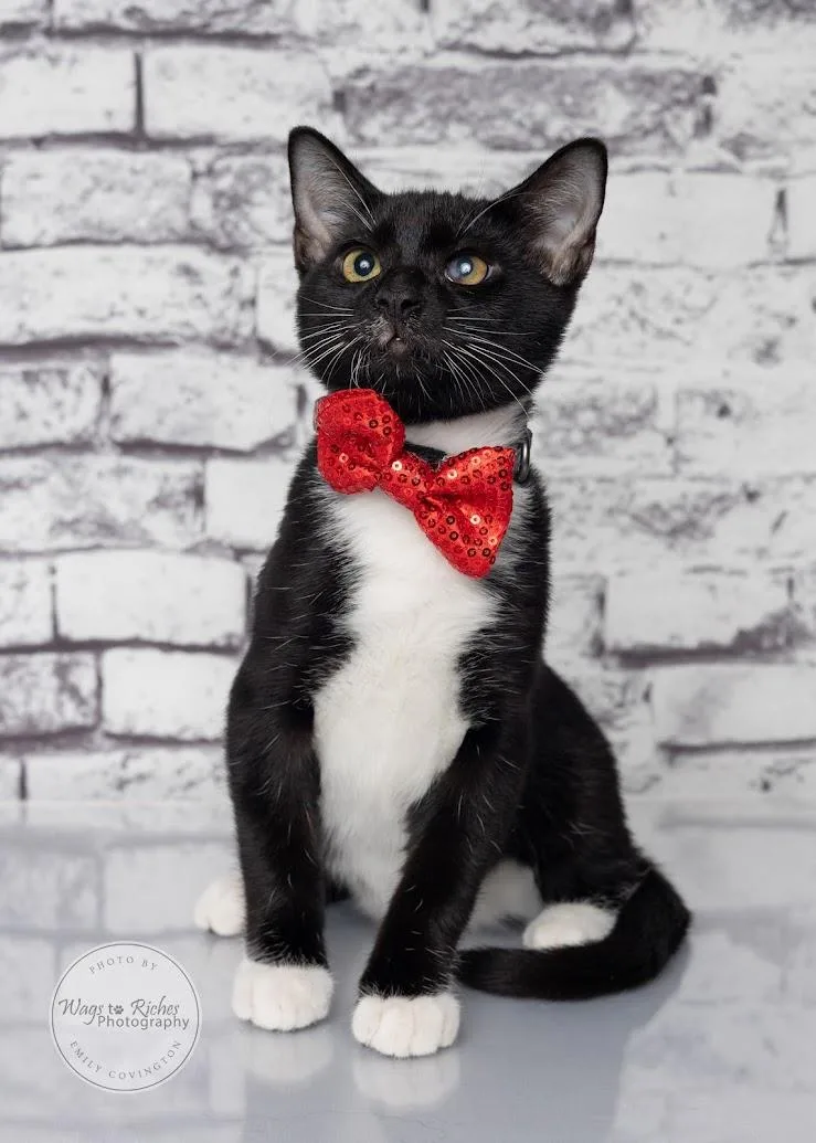 A baby medium-sized male Domestic Short Hair cat named Jelly for adoption in Tuscaloosa, AL